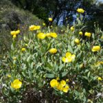 Dendromecon rigida - bush poppy