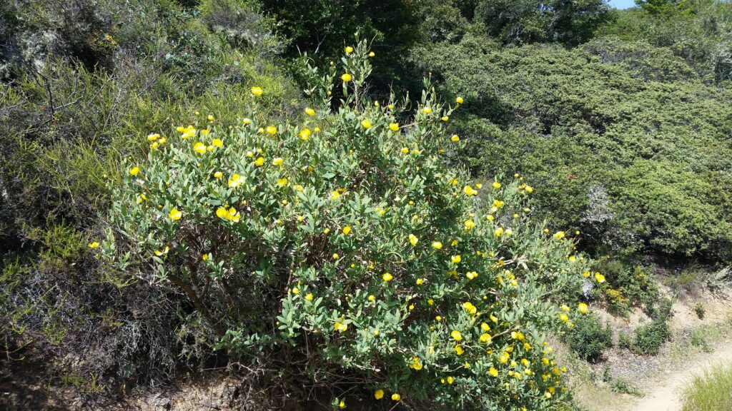 Dendromecon rigida - bush poppy