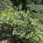 Dendromecon rigida - bush poppy