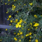 Dendromecon harfordii - island bush poppy