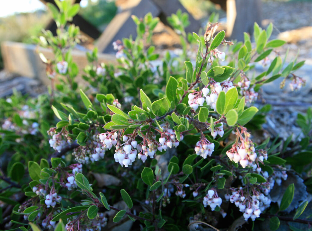 Arctostaphylos densiflora - Vine Hill manzanita