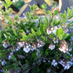 Arctostaphylos densiflora - Vine Hill manzanita