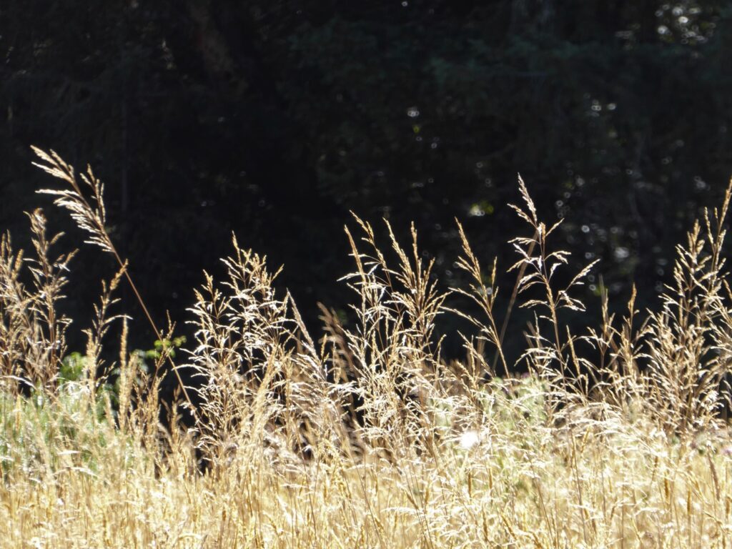 Deschampsia cespitosa ssp. cespitosa - tufted hairgrass