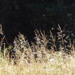 Deschampsia cespitosa ssp. cespitosa - tufted hairgrass