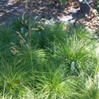 Deschampsia cespitosa ssp. cespitosa
