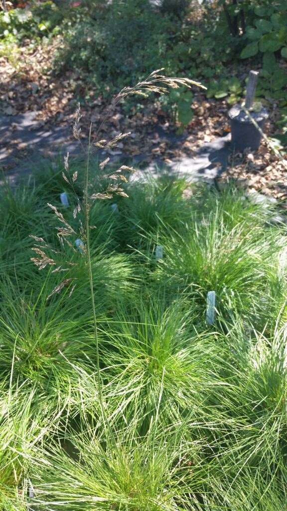 Deschampsia cespitosa ssp. cespitosa - tufted hairgrass