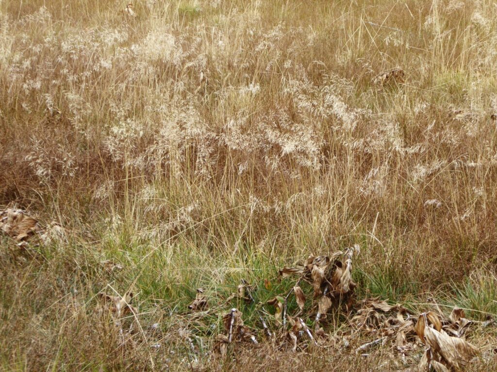 Deschampsia cespitosa ssp. cespitosa - tufted hairgrass