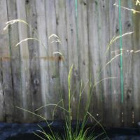 Deschampsia elongata