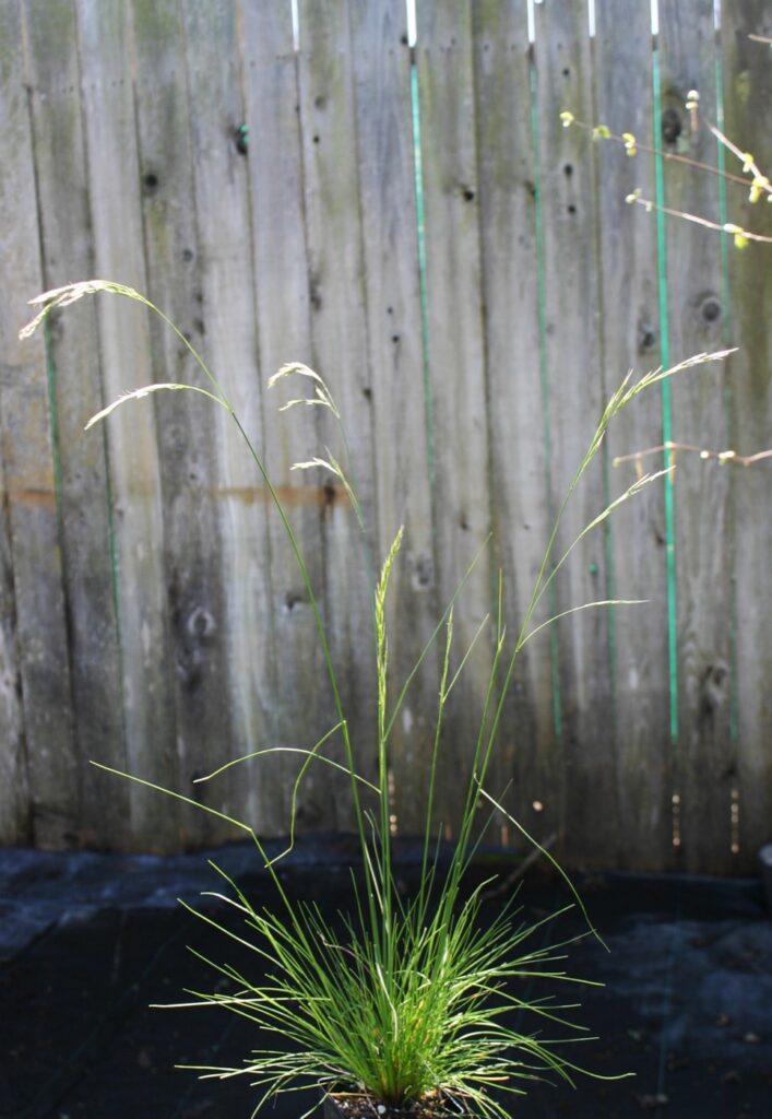 Deschampsia elongata - slender hairgrass