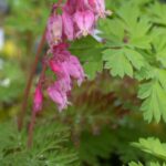 Dicentra formosa - western bleeding heart
