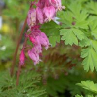 Dicentra formosa