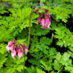 Dicentra formosa - western bleeding heart