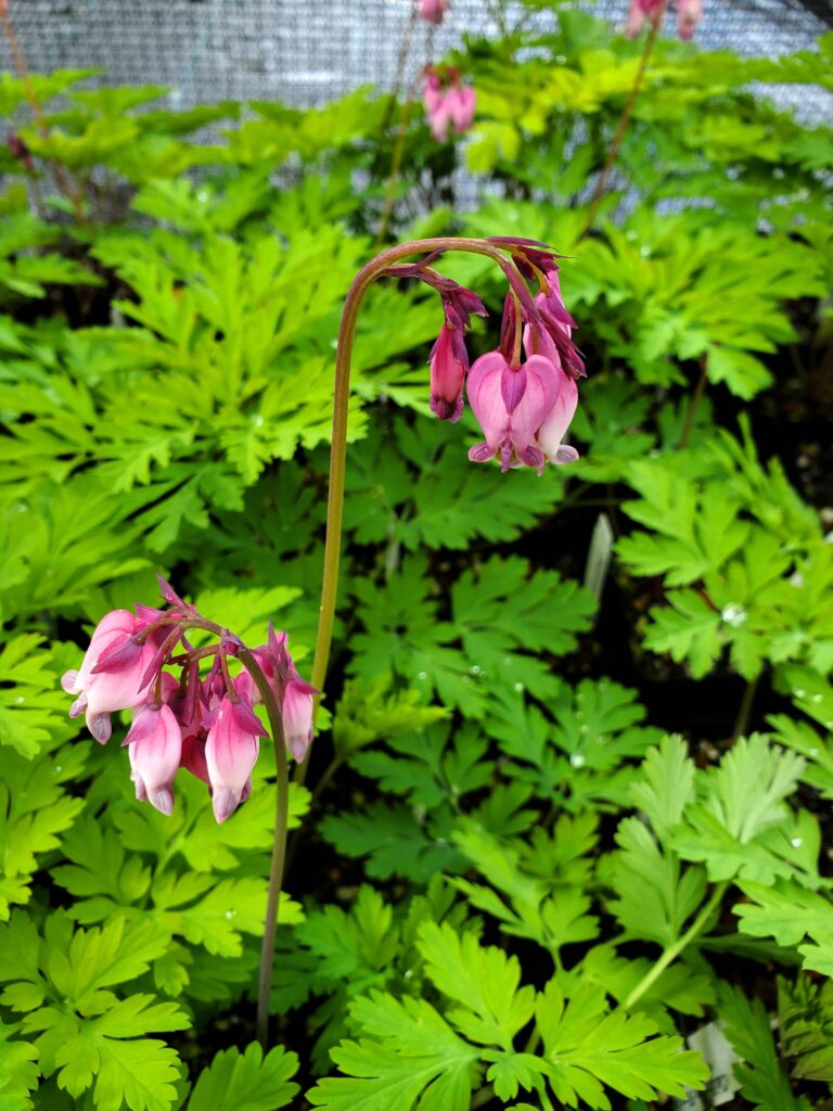 Dicentra formosa - western bleeding heart