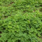 Dicentra formosa - western bleeding heart