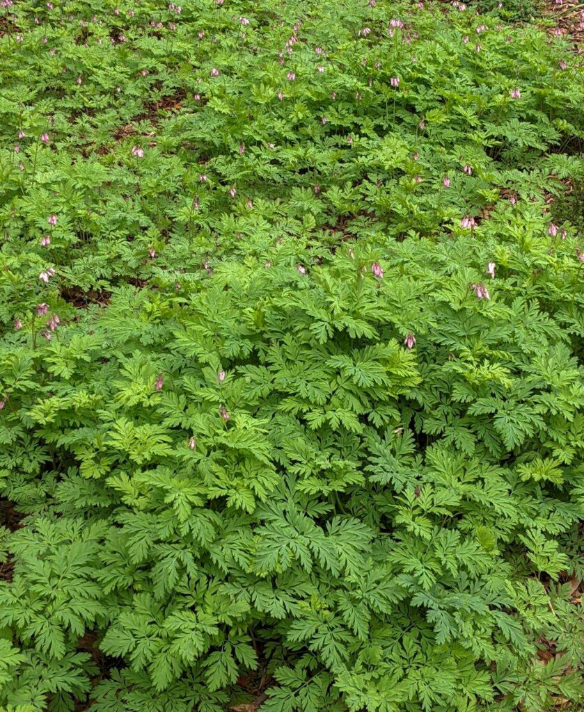 Dicentra formosa - western bleeding heart