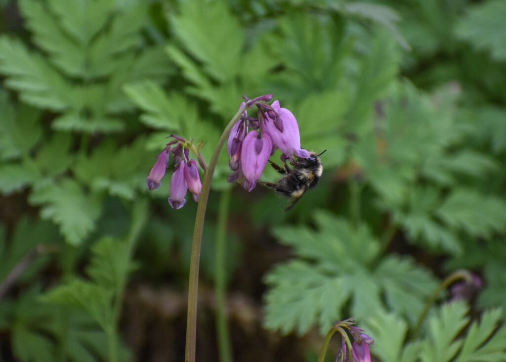 Dicentra formosa - western bleeding heart