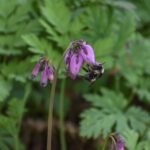 Dicentra formosa - western bleeding heart
