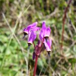 Primula (Dodecatheon) hendersonii - broad-leaved shooting star