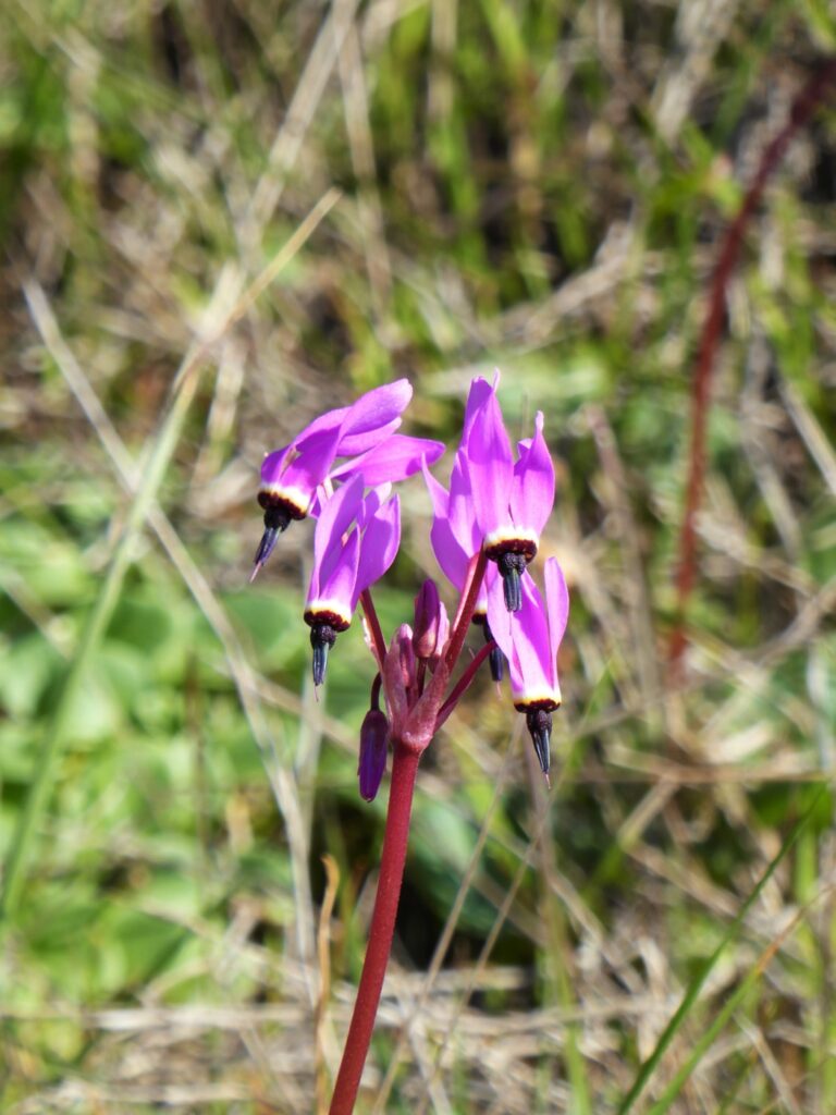 Primula (Dodecatheon) hendersonii - broad-leaved shooting star