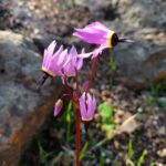 Primula (Dodecatheon) hendersonii - broad-leaved shooting star