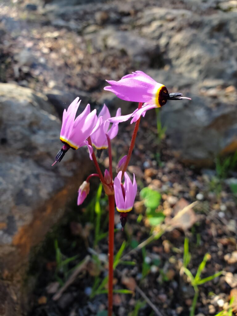 Primula (Dodecatheon) hendersonii - broad-leaved shooting star