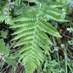 Dryopteris arguta - coastal wood fern
