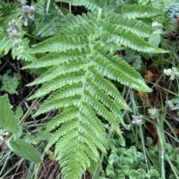 Dryopteris arguta