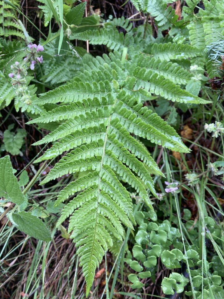 Dryopteris arguta - coastal wood fern