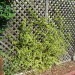 Ceanothus thyrsiflorus 'El Dorado' - variegated blue blossom