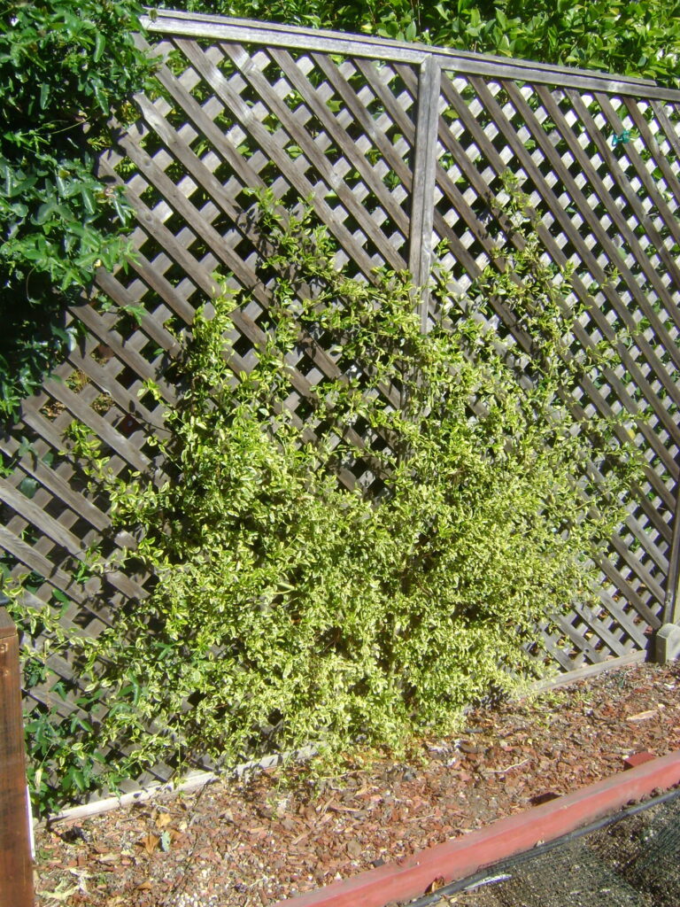Ceanothus thyrsiflorus 'El Dorado' - variegated blue blossom