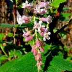 Ribes malvaceum 'Dancing Tassels' - chaparral currant