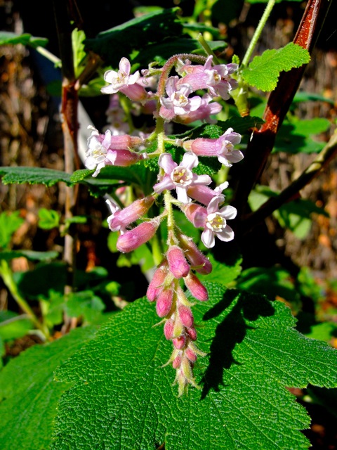 Ribes malvaceum 'Dancing Tassels' - chaparral currant