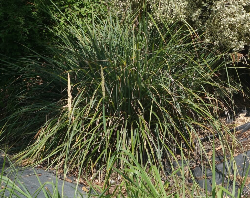Carex spissa - San Diego sedge