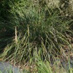 Carex spissa - San Diego sedge