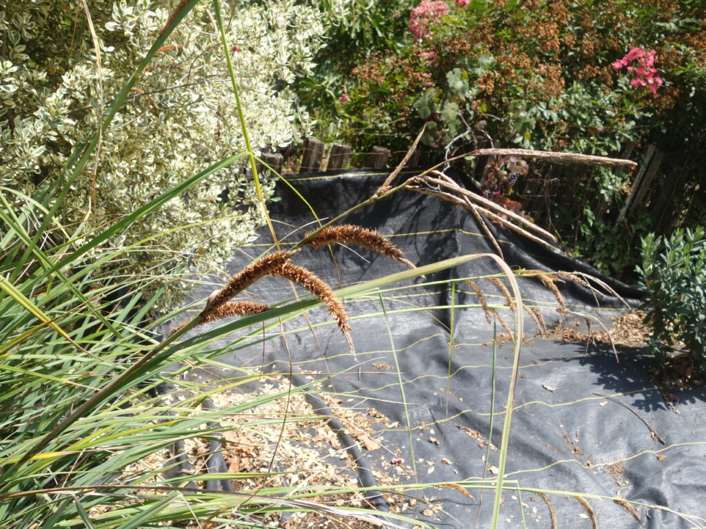 Carex spissa - San Diego sedge