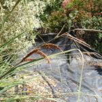 Carex spissa - San Diego sedge