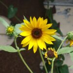 Helianthus annuus - common sunflower