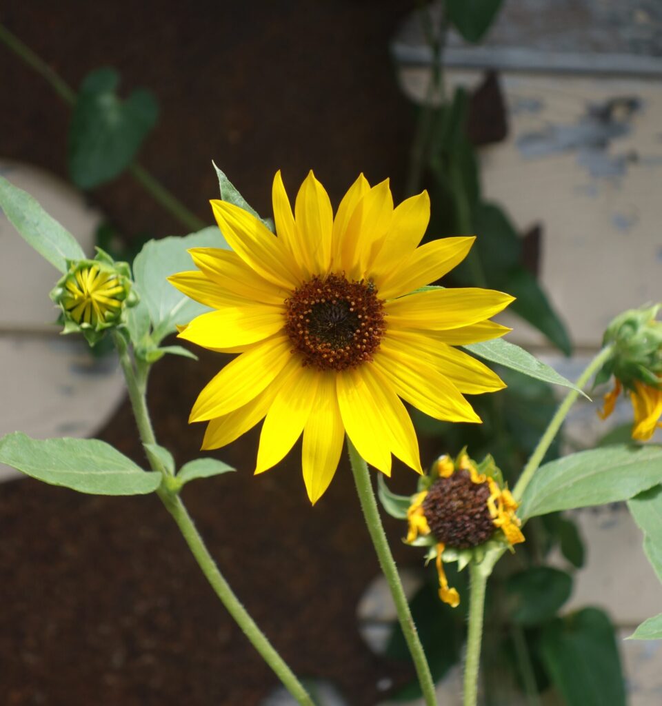 Helianthus annuus - common sunflower