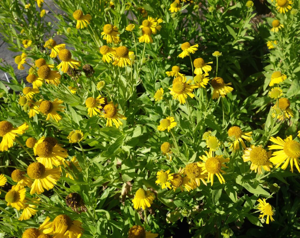 Helenium autumnale - autumn sneezeweed