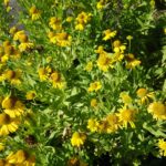 Helenium autumnale - autumn sneezeweed