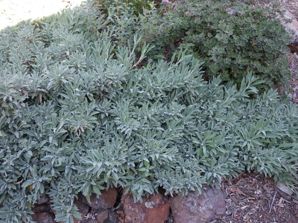 Salvia 'Bee's Bliss' - sage