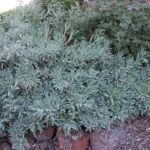 Salvia 'Bee's Bliss' - sage