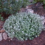 Eriophyllum lanatum 'Siskiyou' - woolly sunflower