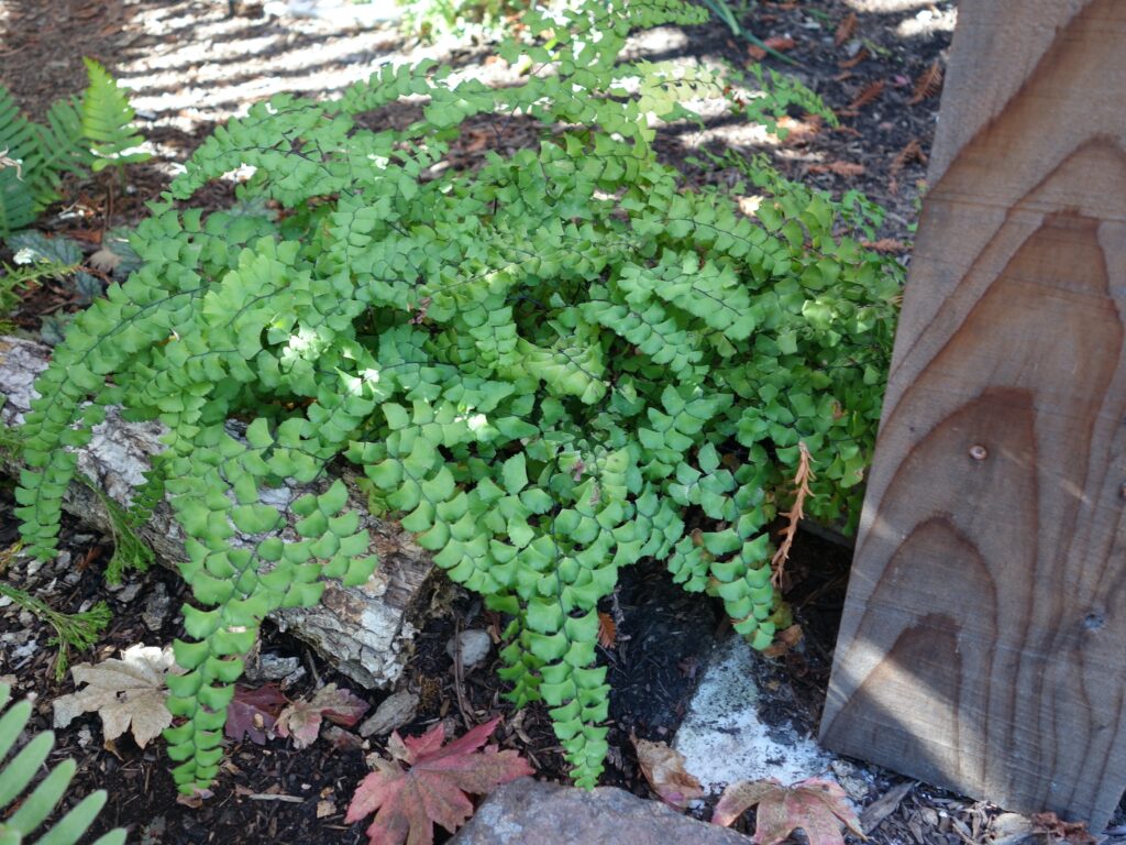 Adiantum x tracyi - Tracy's maidenhair fern