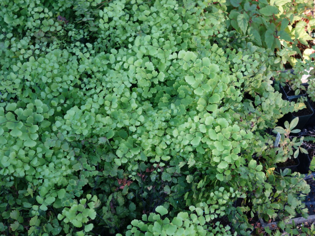 Adiantum capillus-veneris - southern maidenhair fern