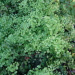 Adiantum capillus-veneris - southern maidenhair fern