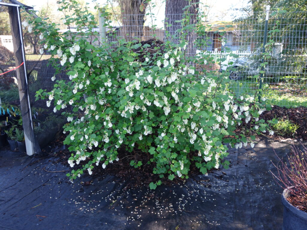 Ribes sanguineum v. glutinosum 'Cal Flora White' - white flowering currant