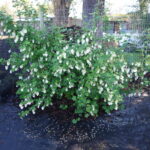 Ribes sanguineum v. glutinosum 'Cal Flora White' - white flowering currant