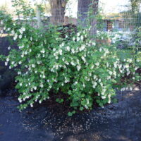 Ribes sanguineum v. glutinosum ‘Cal Flora White’