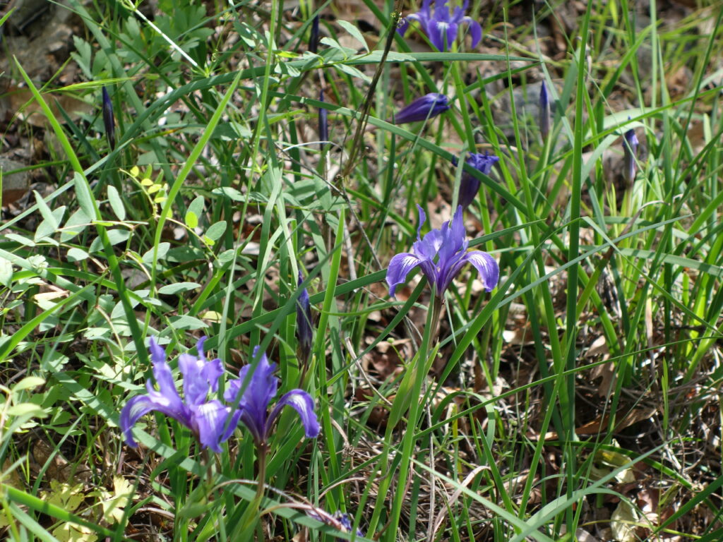 Iris macrosiphon - long tube iris